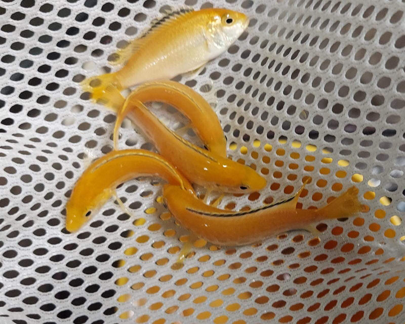 2 BEAUTFUL ELECTRIC YELLOW LAB CICHLID UNSEXED 1.5" (Labidochromis caeruleus)