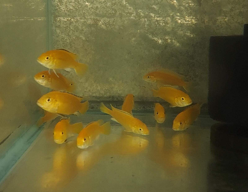 BEAUTFUL ELECTRIC YELLOW LAB CICHLID UNSEXED 1.5" (Labidochromis caeruleus)