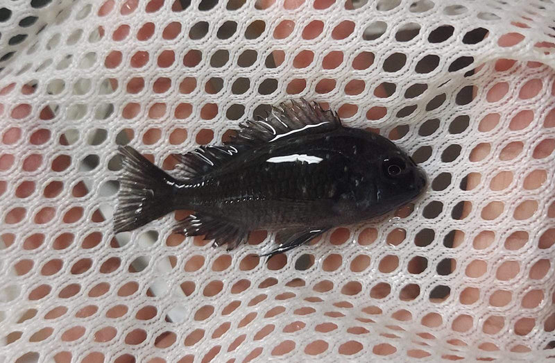 TROPHEUS DUBOISI (WHITE SPOTTED CICHLID) 1 INCH