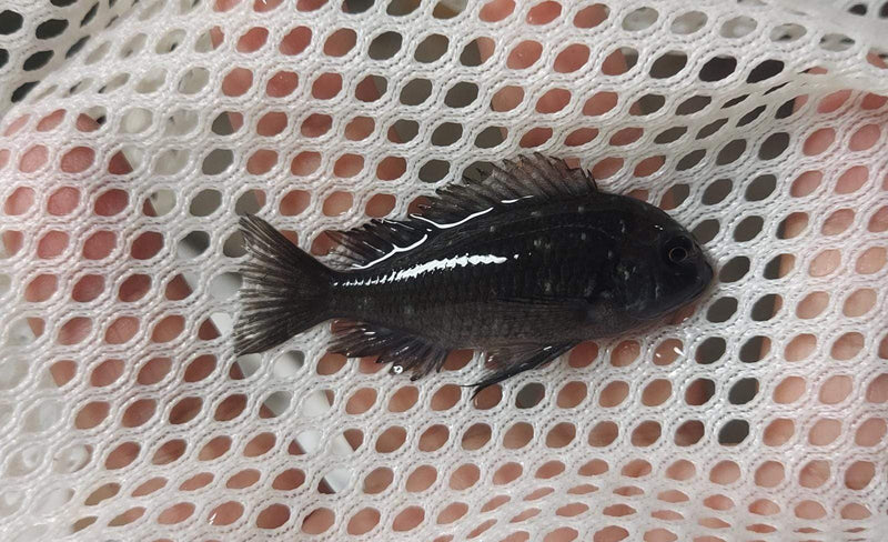 TROPHEUS DUBOISI (WHITE SPOTTED CICHLID) 1 INCH