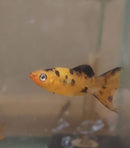 3 COLORFUL TANGERINE PAINTED LYRATAIL MOLLY 2" UNSEXED
