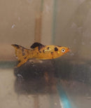 3 COLORFUL TANGERINE PAINTED LYRATAIL MOLLY 2" UNSEXED