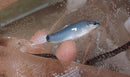 SPLENDID GHOST SHARKMINNOW 2" (Epalzeorhynchos frenatum,var.)