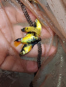 5 BEAUTIFUL BUMBLEBEE PLATY LIVEBEARER UNSEXED (Xiphophorus maculatus)