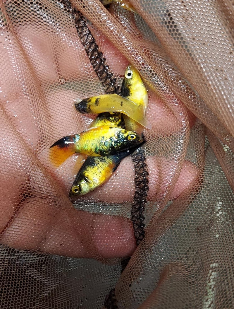 5 BEAUTIFUL BUMBLEBEE PLATY LIVEBEARER UNSEXED (Xiphophorus maculatus)