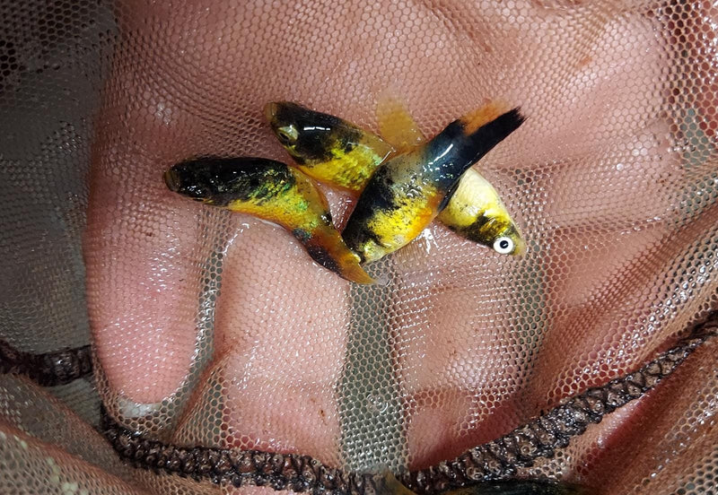 5 BEAUTIFUL BUMBLEBEE PLATY LIVEBEARER UNSEXED (Xiphophorus maculatus)