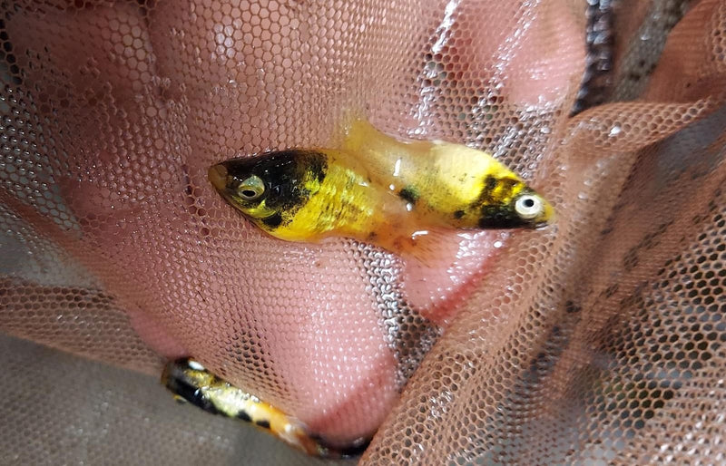 5 BEAUTIFUL BUMBLEBEE PLATY LIVEBEARER UNSEXED (Xiphophorus maculatus)