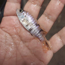 BEAUTIFUL OB PEACOCK (Aulonocara Sp) 2 INCHES UNSEXED