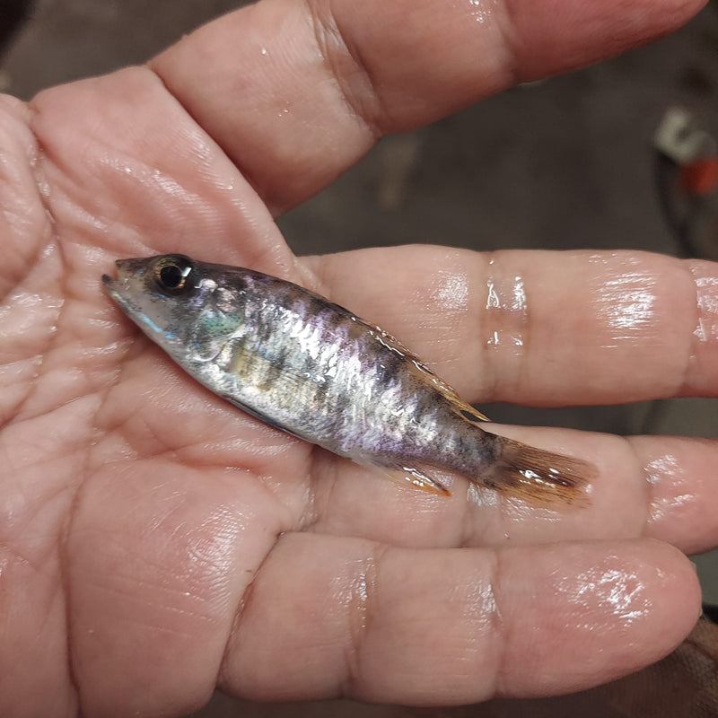BEAUTIFUL OB PEACOCK (Aulonocara Sp) 2 INCHES UNSEXED