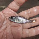 BEAUTIFUL OB PEACOCK (Aulonocara Sp) 2 INCHES UNSEXED