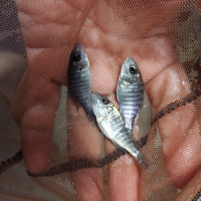 MAULANA BICOLOR PEACOCK 2 TO 2.5 INCHES UNSEXED (Aulonocara Sp.)