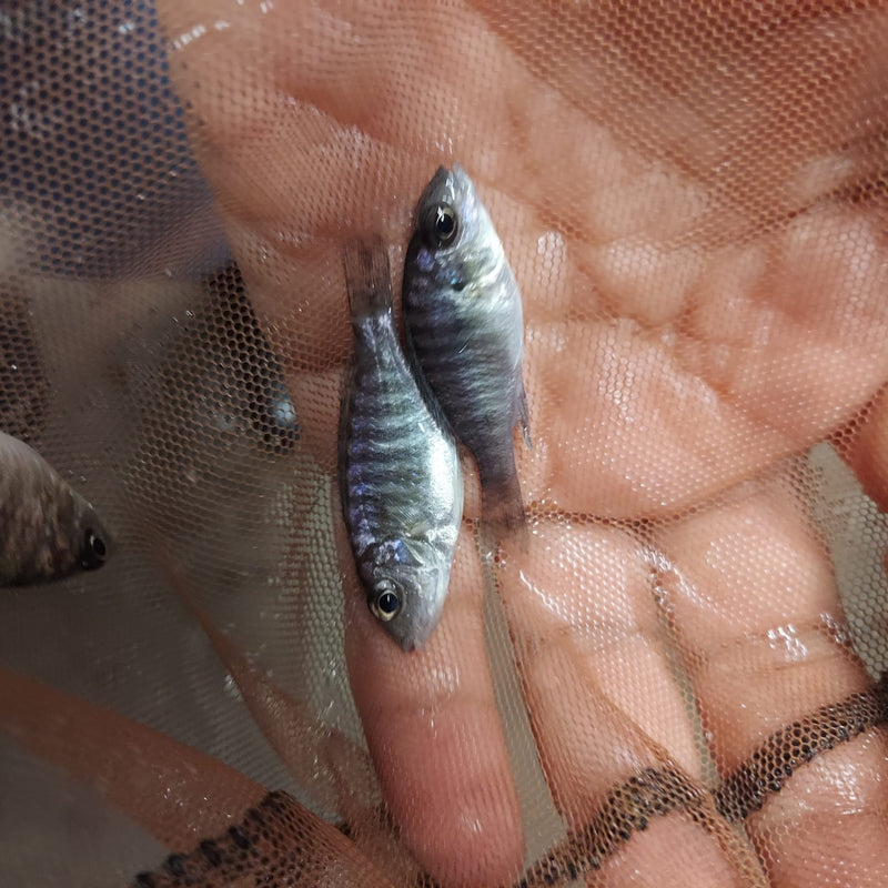 MAULANA BICOLOR PEACOCK 2 TO 2.5 INCHES UNSEXED (Aulonocara Sp.)