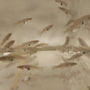 3 GAMBUSIA MELANISTIC DALMATIAN ONE MALE TWO FEMALES