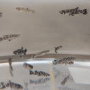 3 GAMBUSIA MELANISTIC DALMATIAN ONE MALE TWO FEMALES