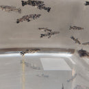 3 GAMBUSIA MELANISTIC DALMATIAN ONE MALE TWO FEMALES