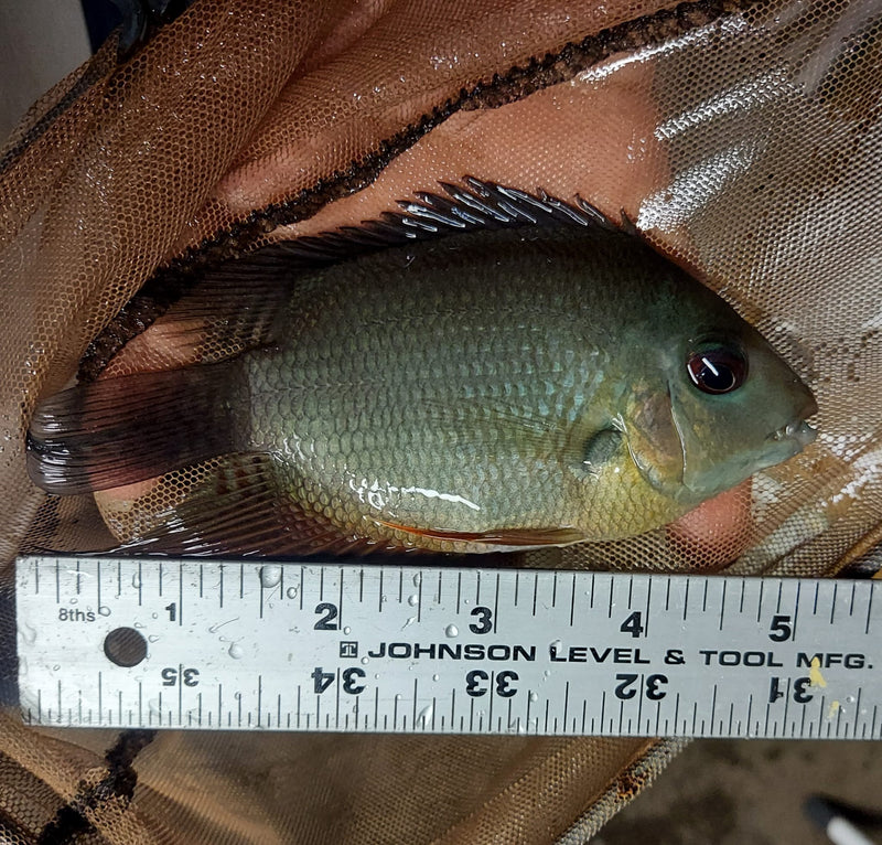 RAINBOW SEVERUM CICHLID 5" UNSEXED
