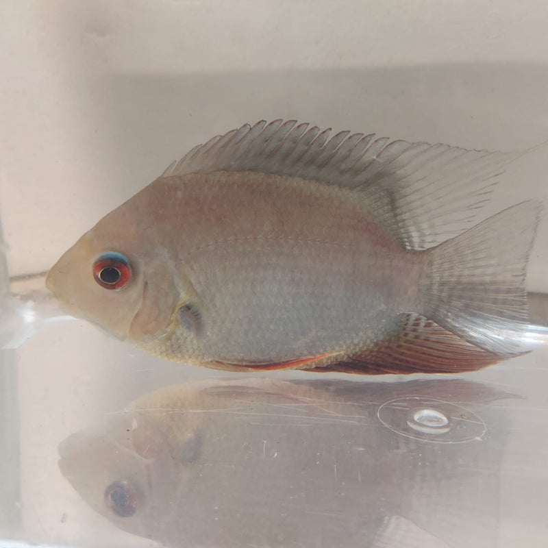 RAINBOW SEVERUM CICHLID 5" UNSEXED