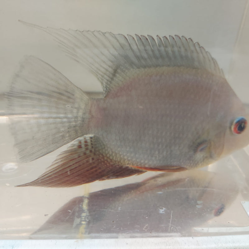 RAINBOW SEVERUM CICHLID 5" UNSEXED