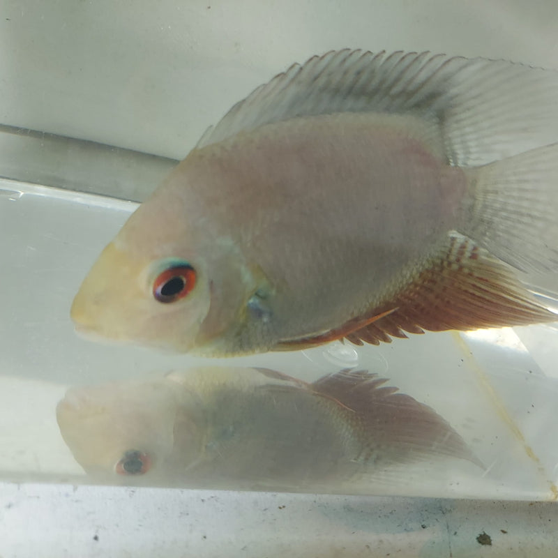 RAINBOW SEVERUM CICHLID 5" UNSEXED