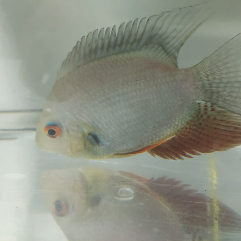 RAINBOW SEVERUM CICHLID 5" UNSEXED