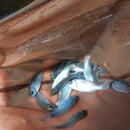 COLORFUL BLUE DOLPHIN CICHLID 1.5 TO 2 INCHES UNSEXED (Cyrtocara moorii)