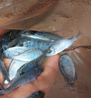 COLORFUL BLUE DOLPHIN CICHLID 1.5 TO 2 INCHES UNSEXED (Cyrtocara moorii)