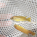 STUPENDOUS GOLD TROPHEOPS  2"