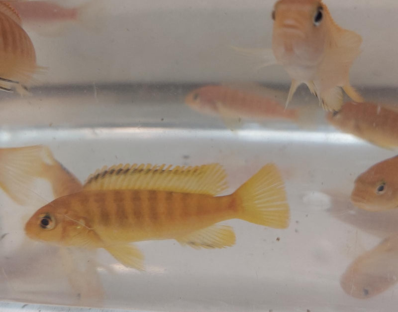 STUPENDOUS GOLD TROPHEOPS  2"