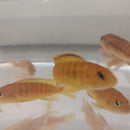 STUPENDOUS GOLD TROPHEOPS  2"