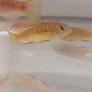 STUPENDOUS GOLD TROPHEOPS  2"