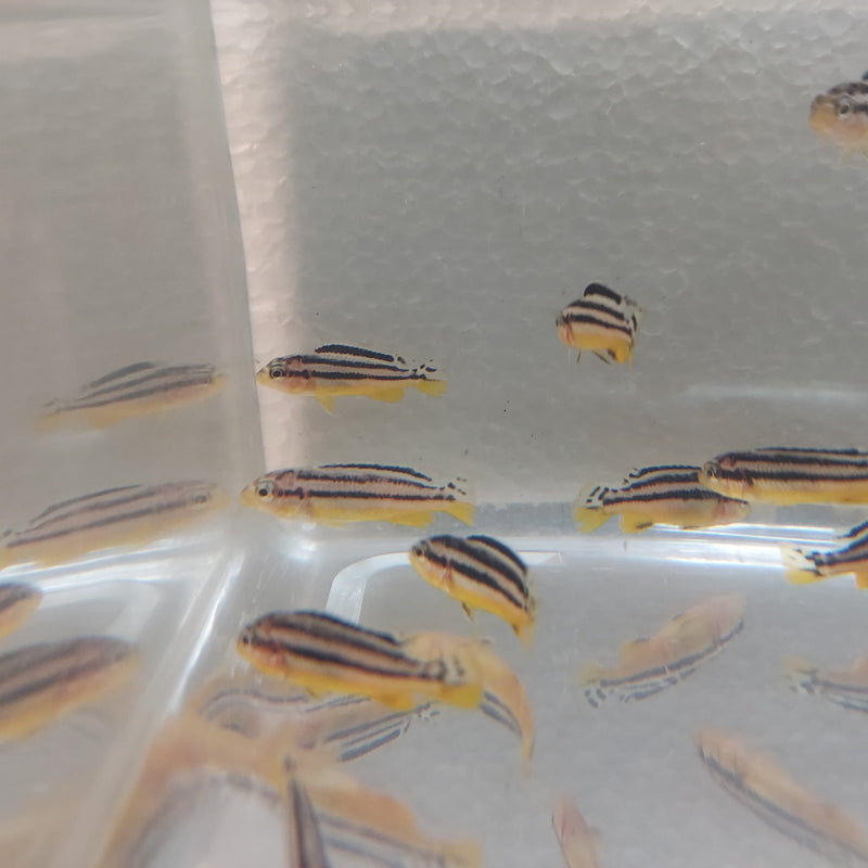 GOLDEN MBUNA 1.5 TO 2" UNSEXED (Melanochromis auratus)