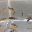 GOLDEN MBUNA 1.5 TO 2" UNSEXED (Melanochromis auratus)