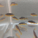 GOLDEN MBUNA 1.5 TO 2" UNSEXED (Melanochromis auratus)