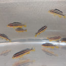 GOLDEN MBUNA 1.5 TO 2" UNSEXED (Melanochromis auratus)