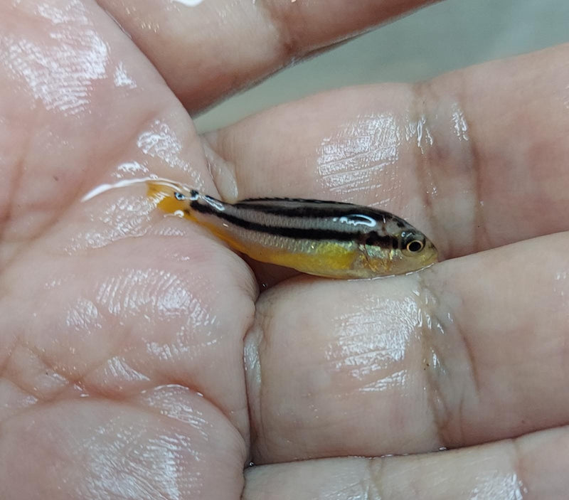 GOLDEN MBUNA 1.5 TO 2" UNSEXED (Melanochromis auratus)