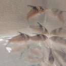 3 SPOTTED CORY XL 1.5" TO 2"  (Corydoras Melanistius)