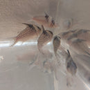 3 SPOTTED CORY XL 1.5" TO 2"  (Corydoras Melanistius)