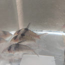 3 SPOTTED CORY XL 1.5" TO 2"  (Corydoras Melanistius)