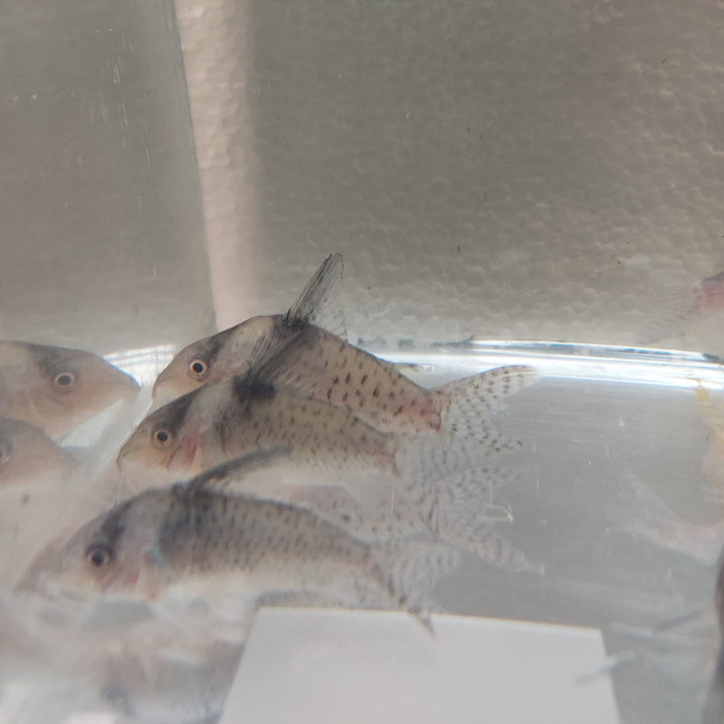 3 SPOTTED CORY XL 1.5" TO 2"  (Corydoras Melanistius)