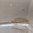 BEAUTIFUL & HEALTHY FENESTRATUS CICHLID 1.5  TO 2.0" (Vieja fenestrata)