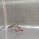 5 RED TETRA SERPAE/ RED MINOR SMALL (Hyphessobrycon eques)