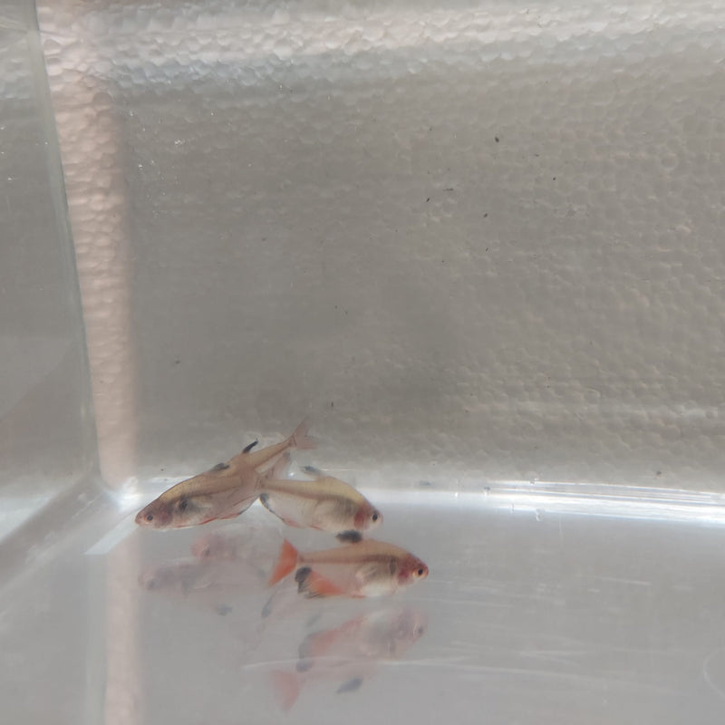 5 RED TETRA SERPAE/ RED MINOR ( Hyphessobrycon eques)