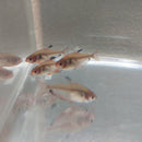 5 RED TETRA SERPAE/ RED MINOR SMALL (Hyphessobrycon eques)