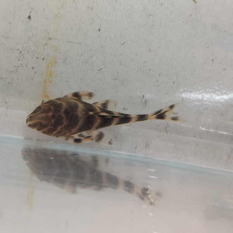 BEAUTIFUL CLOWN PLECO 1.75 TO 2 INCHES L104 ( Panaque maccus)