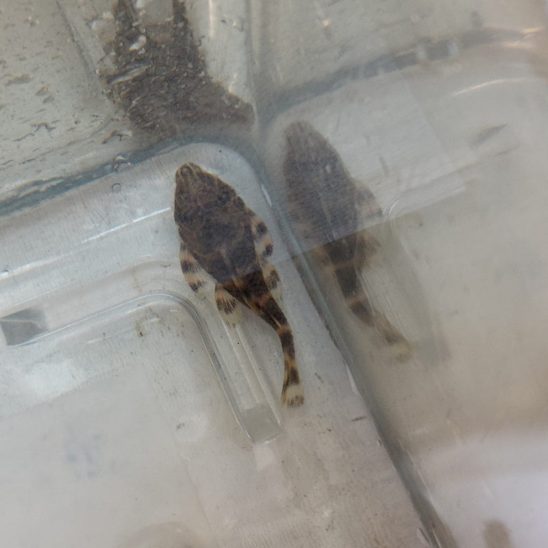 BEAUTIFUL CLOWN PLECO 1.75 TO 2 INCHES L104 ( Panaque maccus)