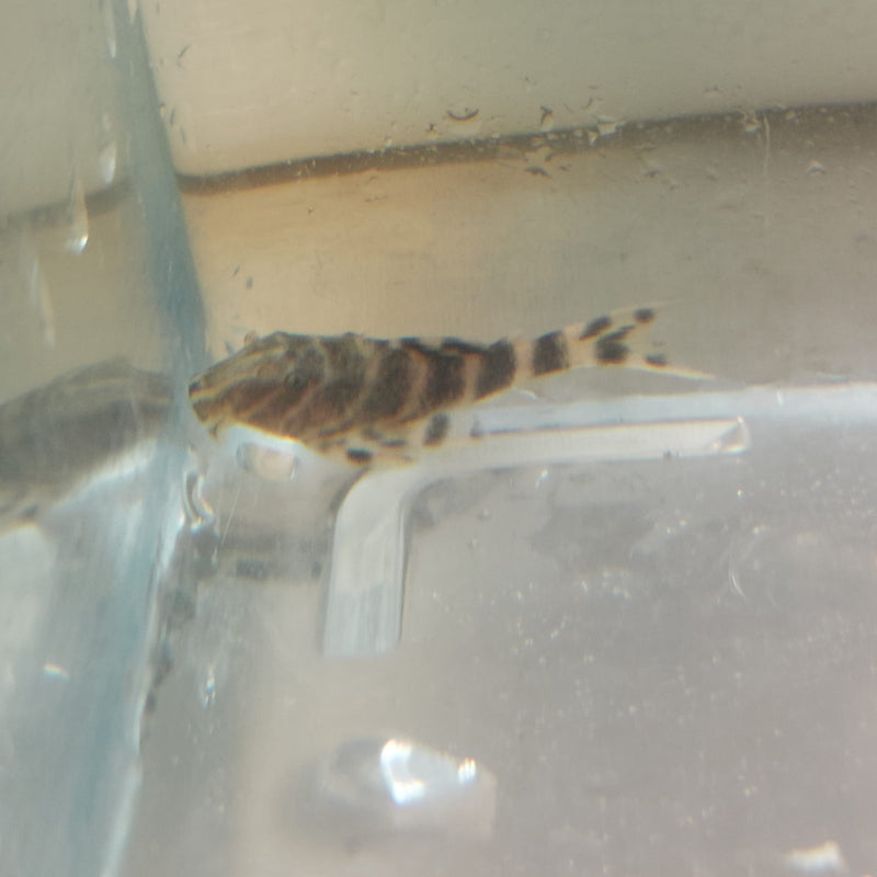 BEAUTIFUL CLOWN PLECO 1.75 TO 2 INCHES L104 ( Panaque maccus)