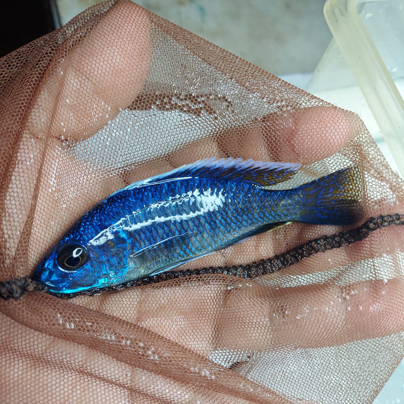 GREAT BLUEBERRY PEACOCK 4 INCHES UNSEXED (Aulonocara sp)