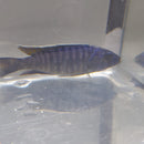 GREAT BLUEBERRY PEACOCK 4 INCHES UNSEXED (Aulonocara sp)