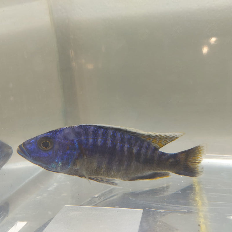 GREAT BLUEBERRY PEACOCK 4 INCHES UNSEXED (Aulonocara sp)