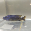 GREAT BLUEBERRY PEACOCK 4 INCHES UNSEXED (Aulonocara sp)